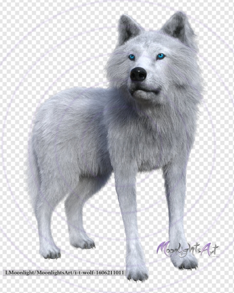 Wolf - Raubtier - weiß - 1 - freigestellt