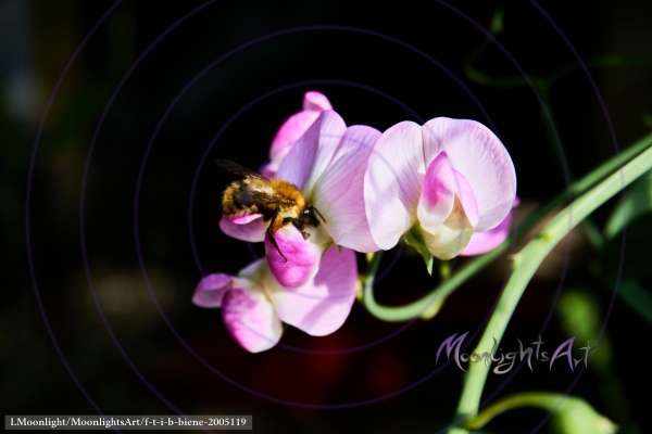 Honigbiene an einer Platterbse beim Nektar sammeln