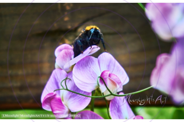 Steinhummel Vorderansicht