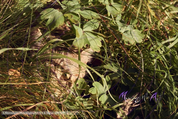 Haustier - Katze - getigert - versteckt sich im hohen Gras