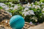 Minigolf - Ball liegt vor Blumen (Fokus)